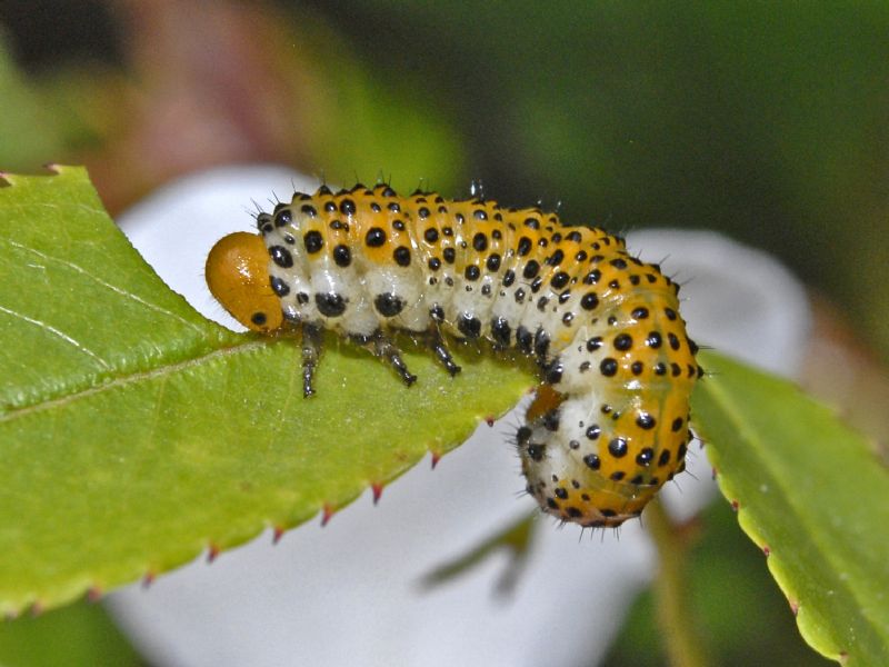 Una larva di imenottero da determinare